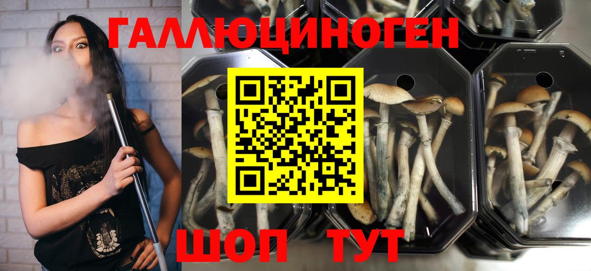Галлюциногенные грибы Psilocybine cubensis  Вход с VPN  закладка  Дюртюли 